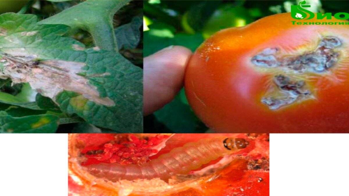 Помидоры в теплице: как бороться с фитофторой и другими болезнями томатов