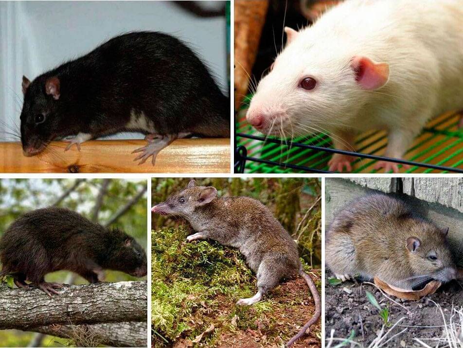 Описание крысы: как выглядят уличные и декоративные грызуны, внешность грызунов в зависимости от вида