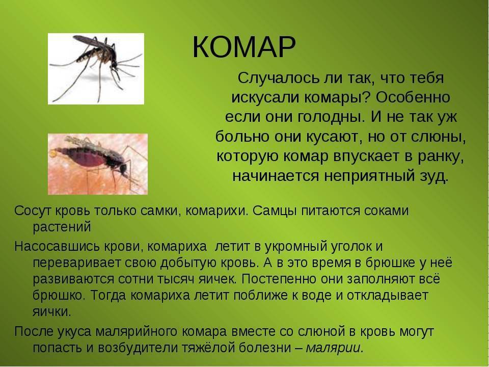 Комар обыкновенный | справочник пестициды.ru