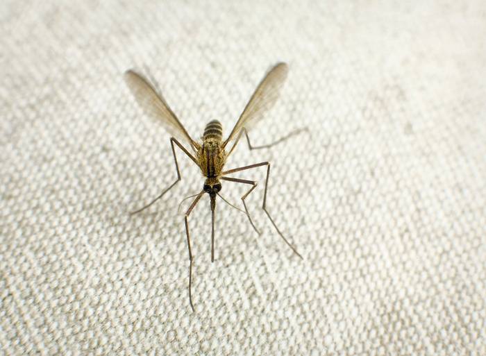 Как размножаются комары- описание каждого этапа