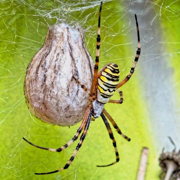 Кто ест пауков в природе: из животных, птиц и насекомых