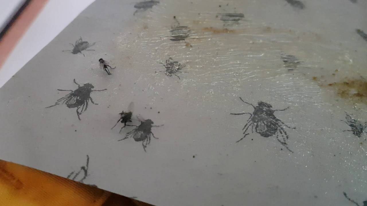 Проблемы с мухами в доме: как избавиться в домашних условиях