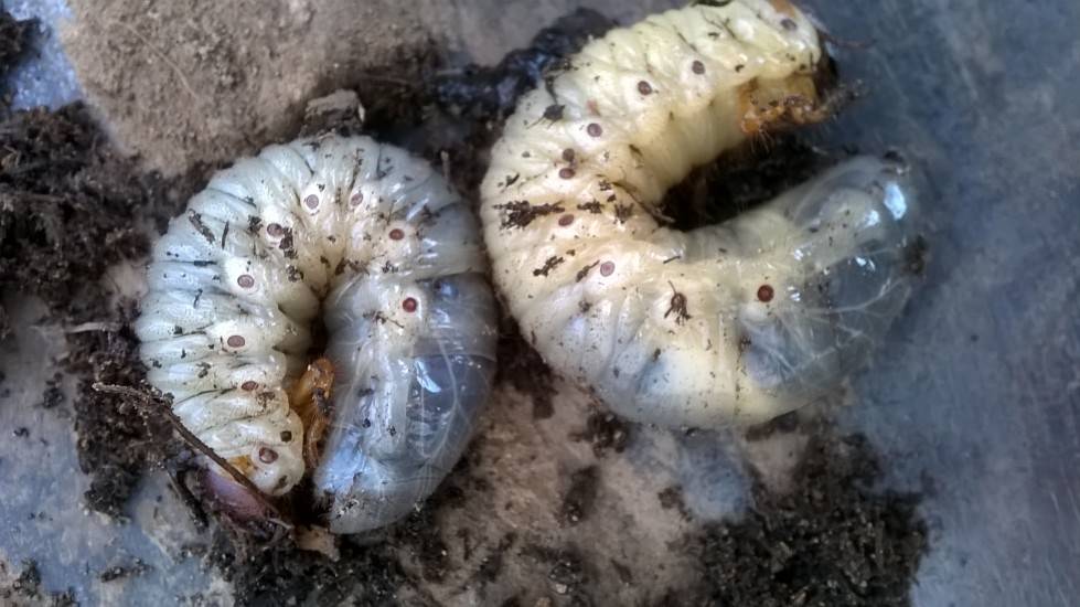 Как бороться с личинками майского жука на огороде