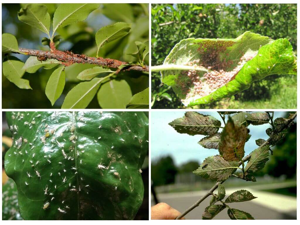 Способы избавления от муравьев на вишне