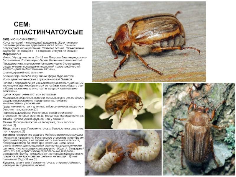 Хрущ июньский | справочник пестициды.ru