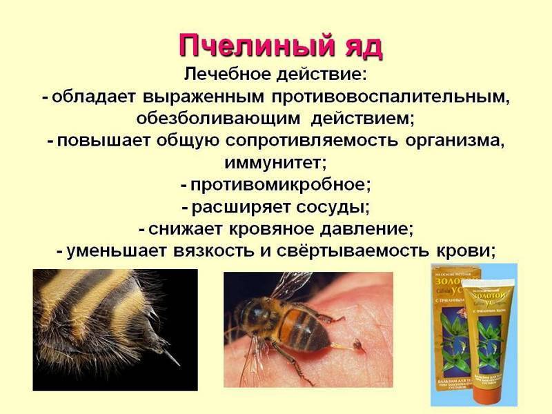 Укус пчелы вред или польза