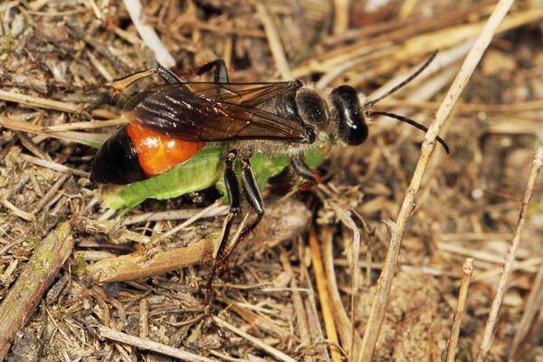 Черные осы — чем опасны и как от них избавиться?