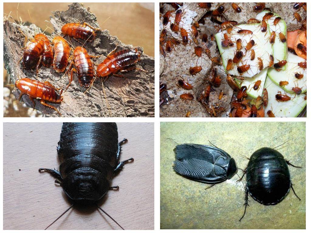 Как выглядят маленькие тараканы: рыжие прусаки, черные и белые тараканы, описание, фото