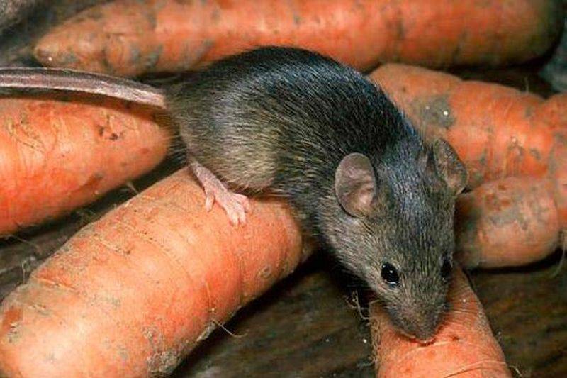 Крысы в подвале многоквартирного дома: что делать и куда обращаться 