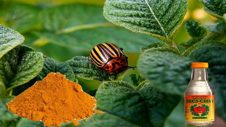 Горчица и уксус против колорадского жука: рецепты, способы применения