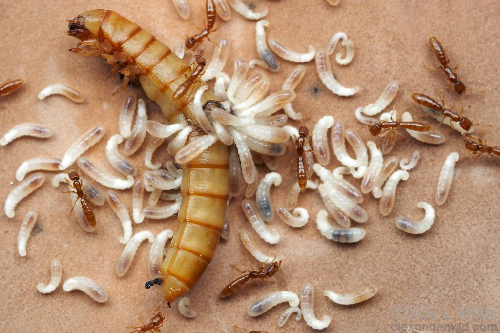 Чем питаются мухи в домашних условиях и что едят в природе: рацион назойливых двукрылых соседей