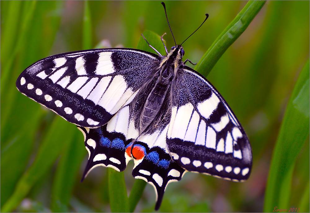 Махаон бабочка насекомое. образ жизни и среда обитания махаона | живность.ру