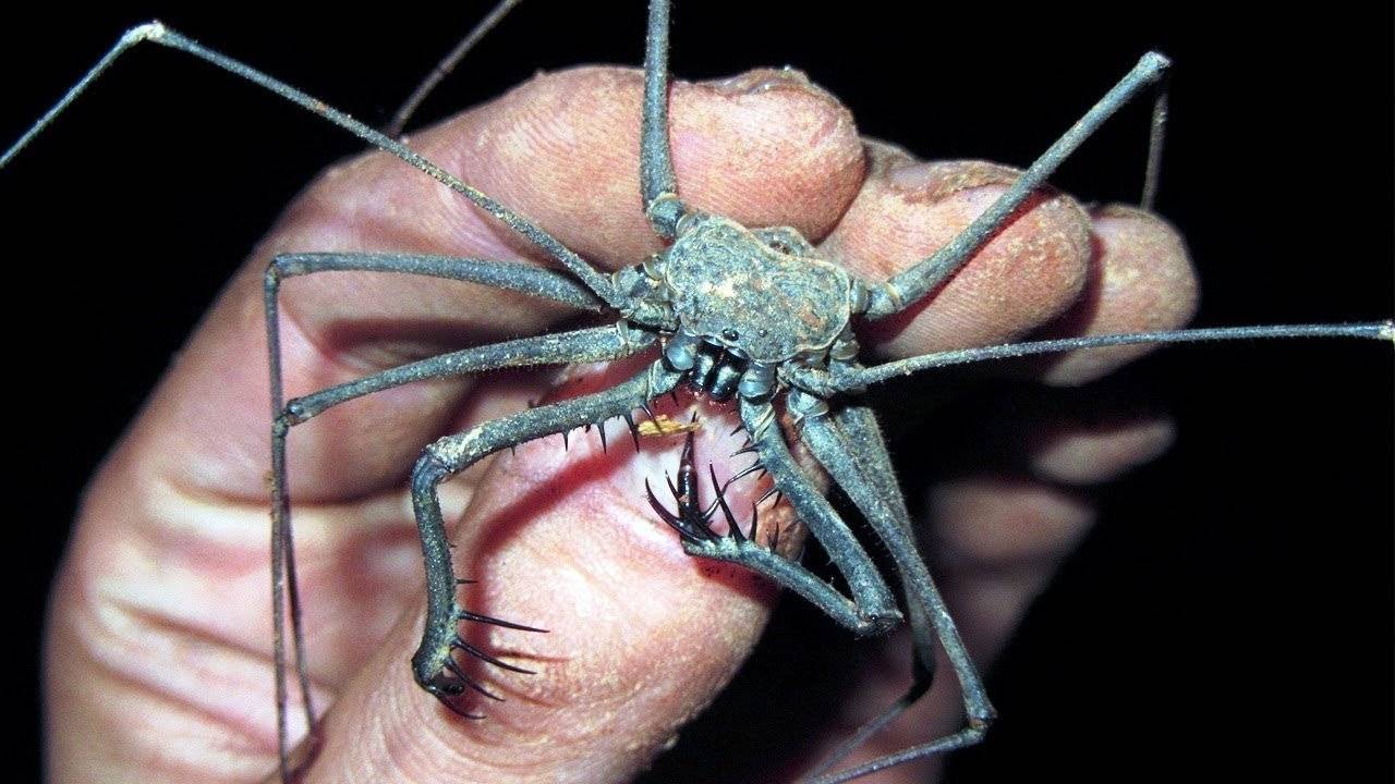 Самые опасные насекомые планеты: 5 видов, от которых стоит держаться подальше