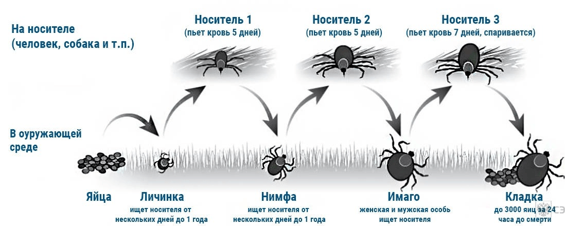 Таежный клещ схема