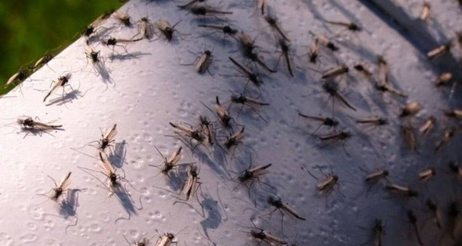 Жителей крыма атакуют «беззубые» комары из краснодара