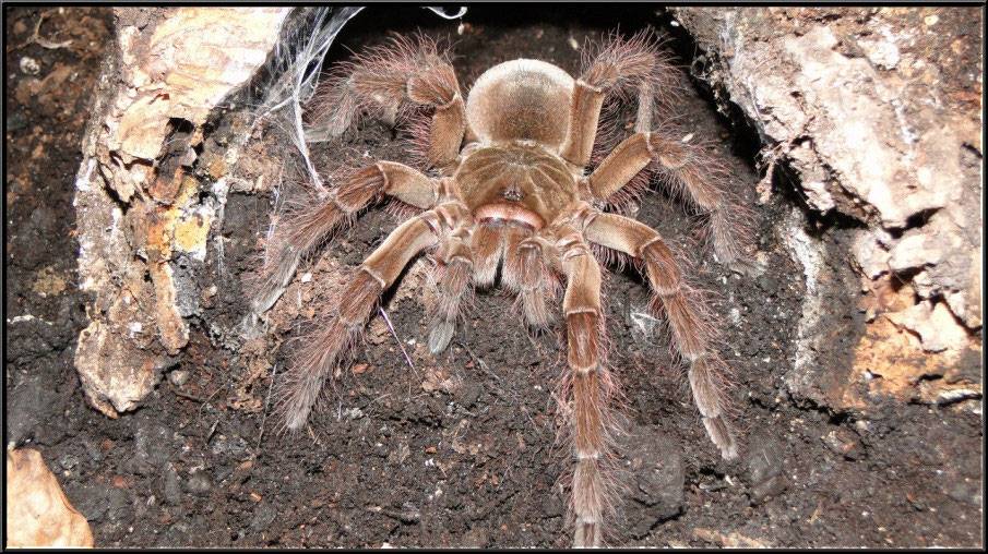 Самый большой паук в мире: его фото и название