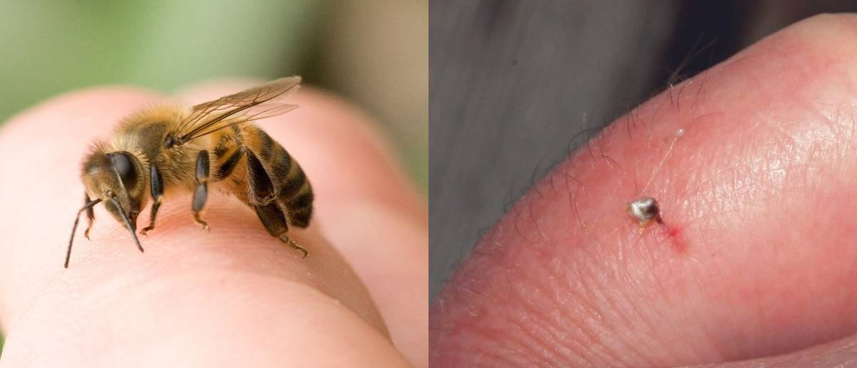 Чем опасны осы - дезинфекция спб