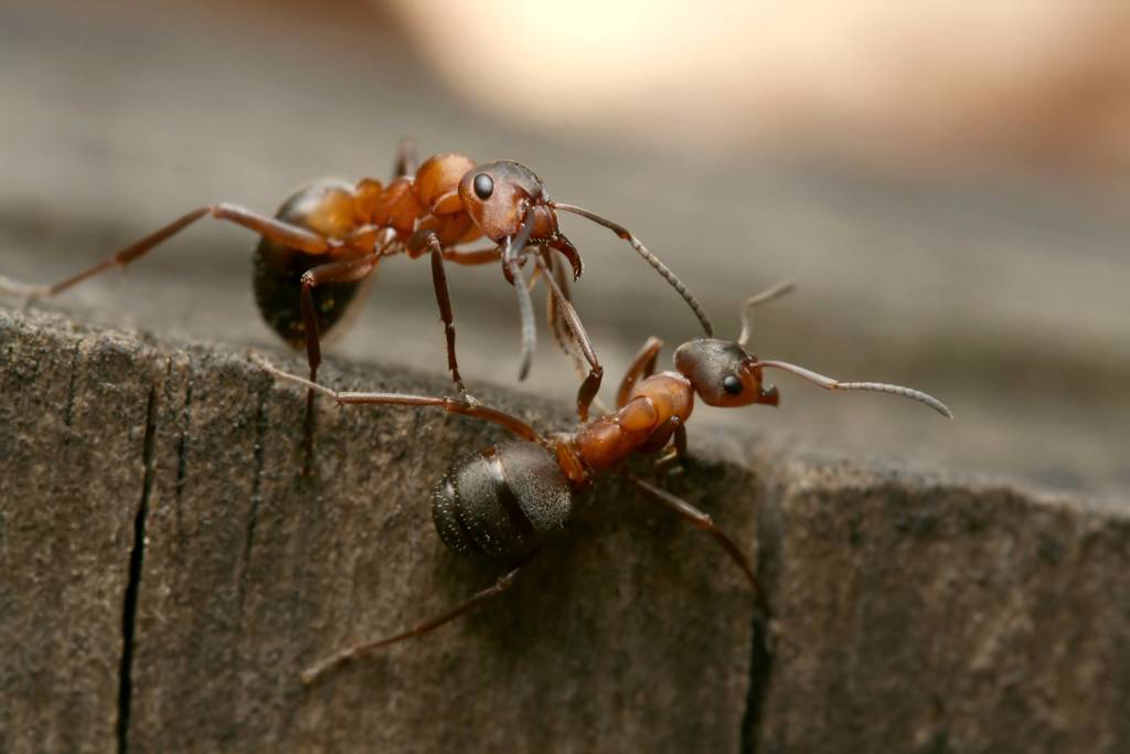 Муравей - 91 фото насекомого умеющего считать до десяти