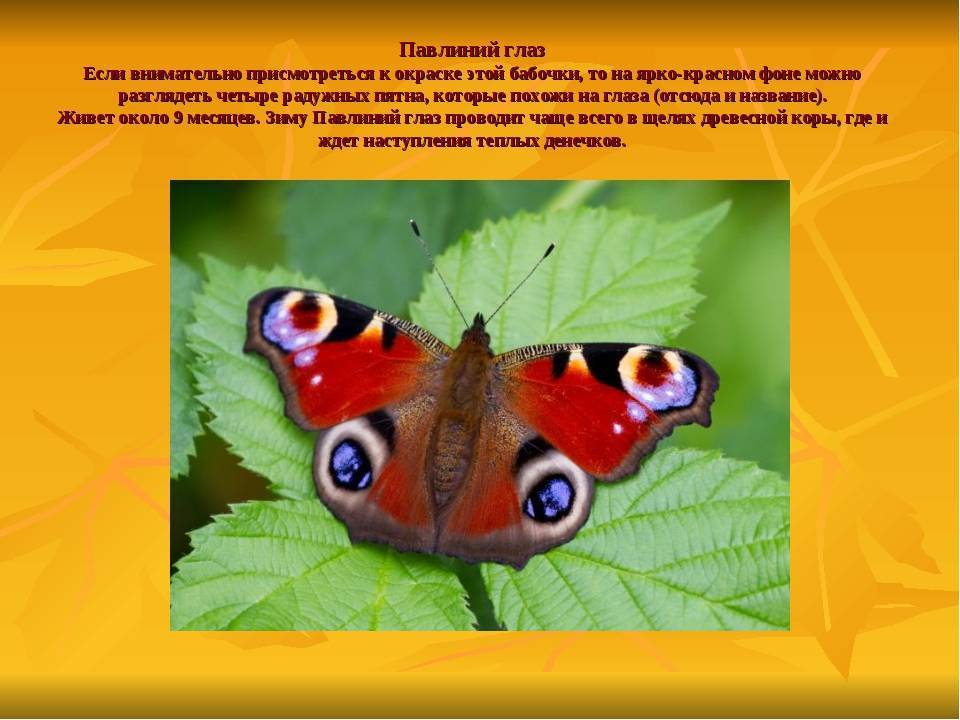 Бабочка павлиний глаз доклад сообщение (описание для детей)