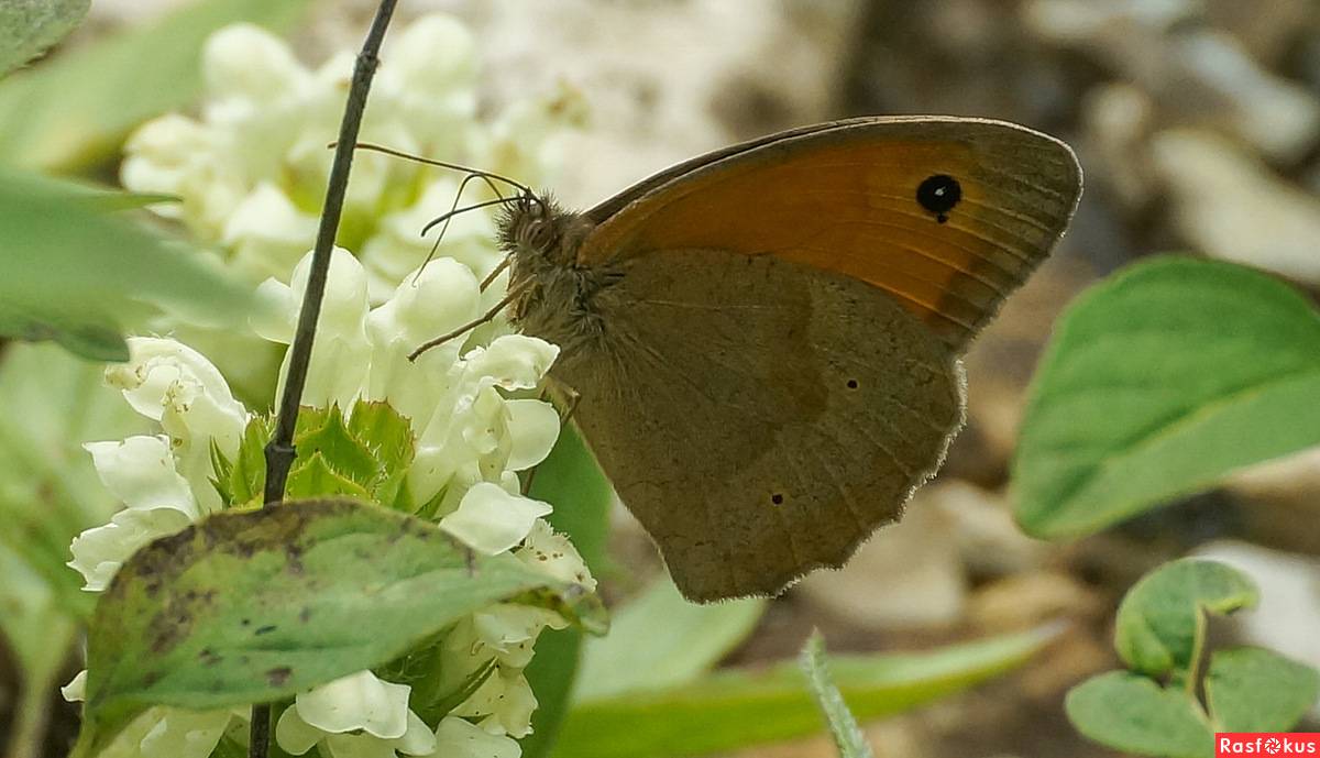 Бабочка бархатница – неприметная обитательница лугов и лесных полян