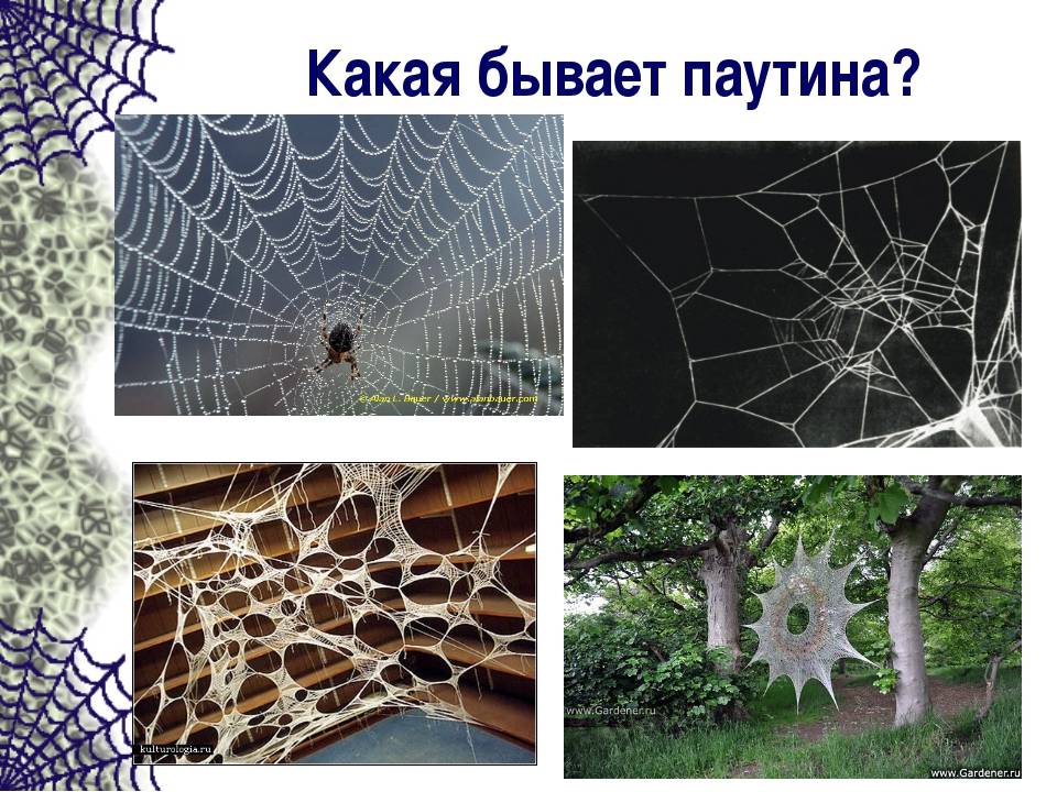Как и почему паук плетет свою паутину. как паук плетет паутину? где образуется и как используется пауком паутина