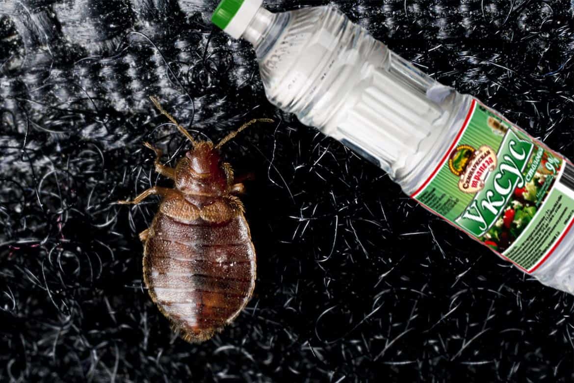 Народные средства от тараканов в квартире -  самые эффективные методы