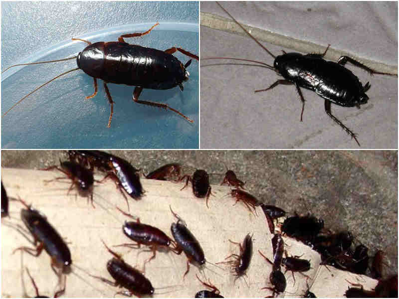 Как избавиться от черных тараканов в квартире и частном доме