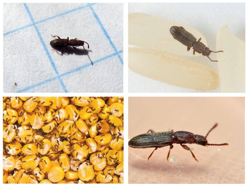 Как избавиться от мучного жука: плюсы и минусы вымораживания, просеивания, прогрева, применения химикатов, помогает ли удаление зараженных продуктов, какие меры профилактики на самом деле действенны