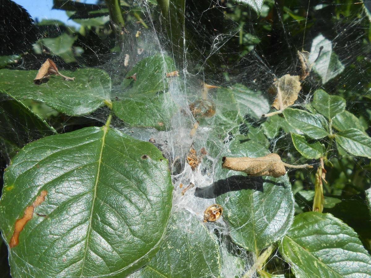 Как избавиться от паутинного клеща на комнатных растениях химическими и народными средствами