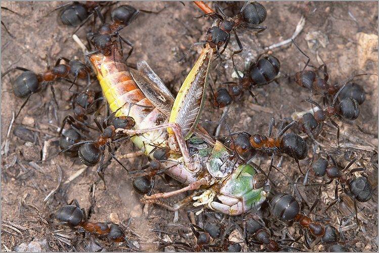 Как уничтожить муравейник на участке: средства от насекомых