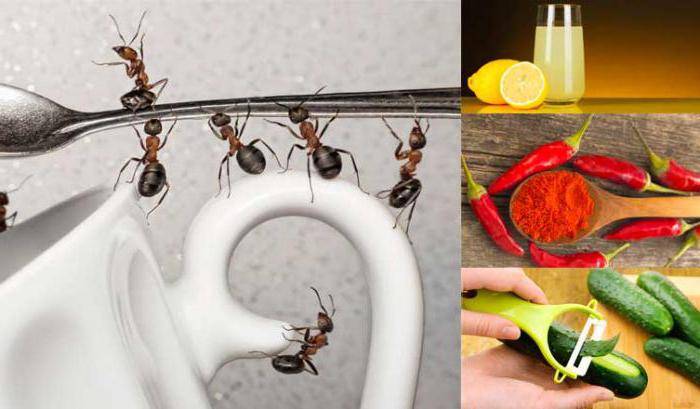Как избавиться от муравьев в частном доме: народные средства