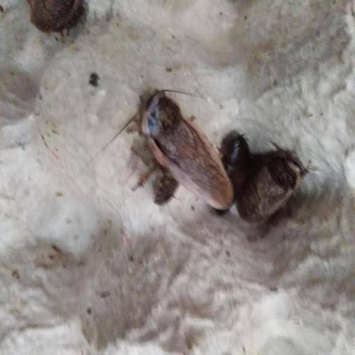 Мраморные тараканы (nauphoeta cinerea): описание и содержание