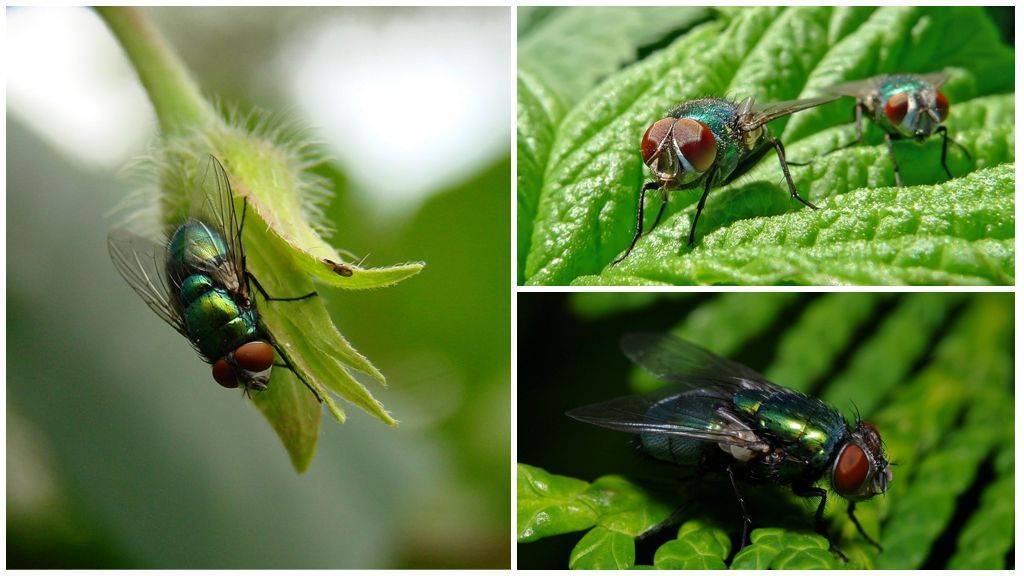 5 причин, почему необходимо бороться с комнатными мухами?