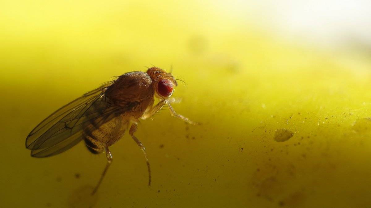 Сколько по времени живут мошки в квартире: длительность жизни насекомого