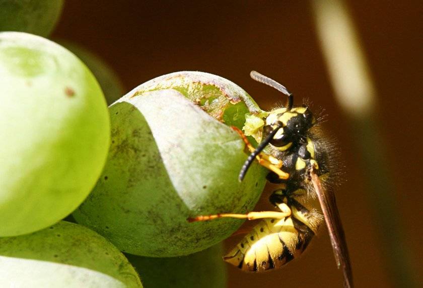 Чем и как отпугнуть ос на природе. чего боятся осы