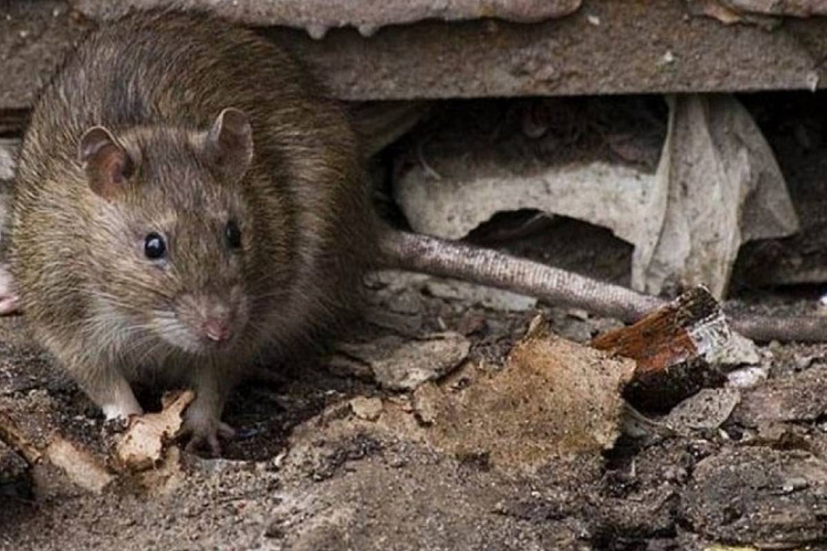Все о черной крысе: описание, образ жизни и интересные факты