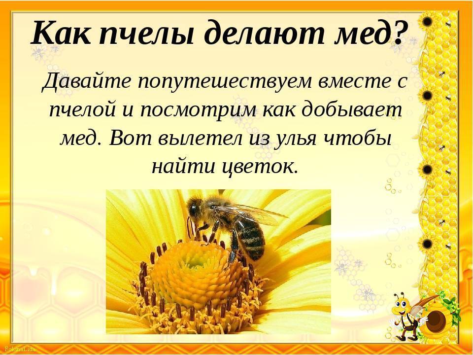 Делают ли осы мед - ответ на сладкий вопрос;делают ли осы мед?