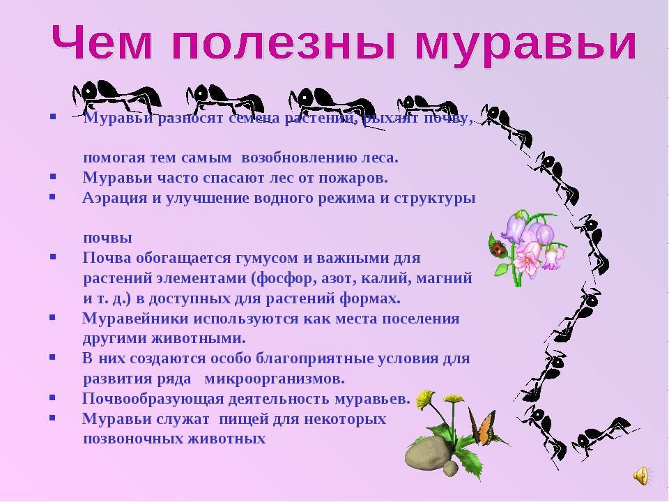 Значение муравьев в природе: польза, вред и лечение