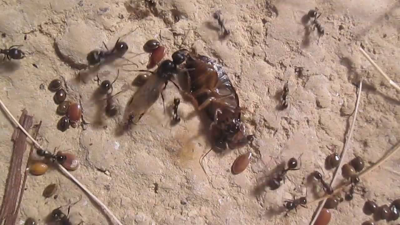 Как быстро размножаются муравьи