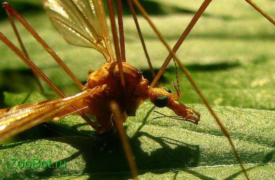 Большой комар с длинными ногами – как называется и опасен ли?. опасен ли большой комар с длинными ногами?