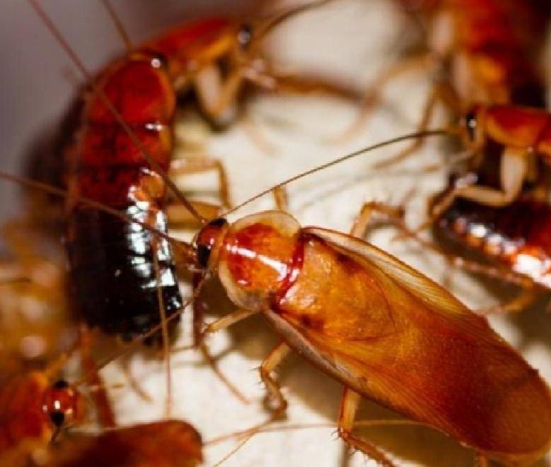 Содержание и разведение кормовых тараканов в домашних условиях