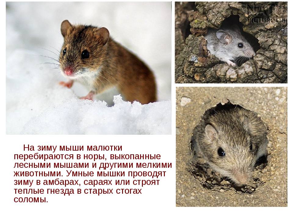 Мышь полевка — описание и фото грызуна, методы защиты урожая