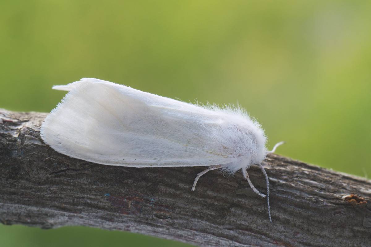 Американская белая бабочка: «белый и пушистый» вредитель