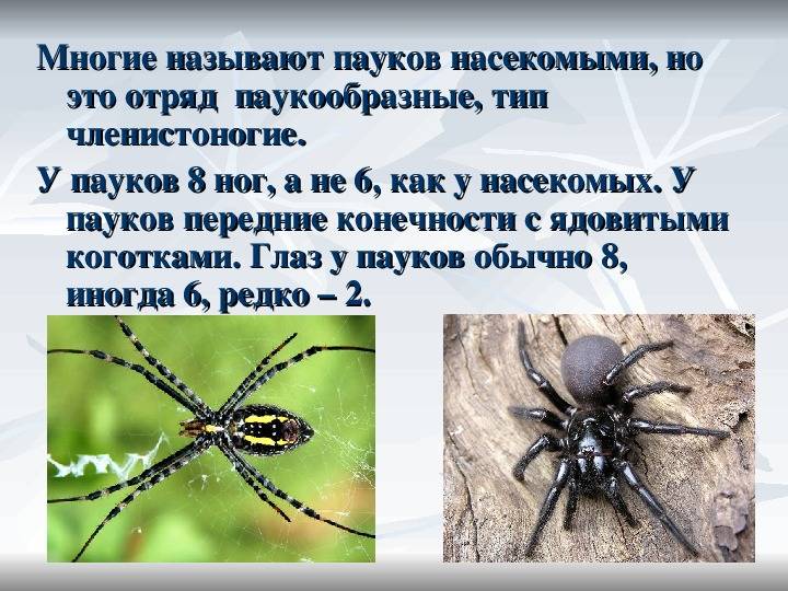 Значение паукообразных в природе и жизни человека