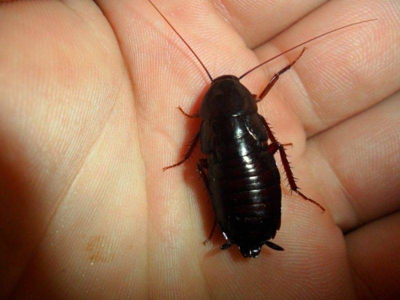 Откуда черные тараканы в квартире и как избавиться