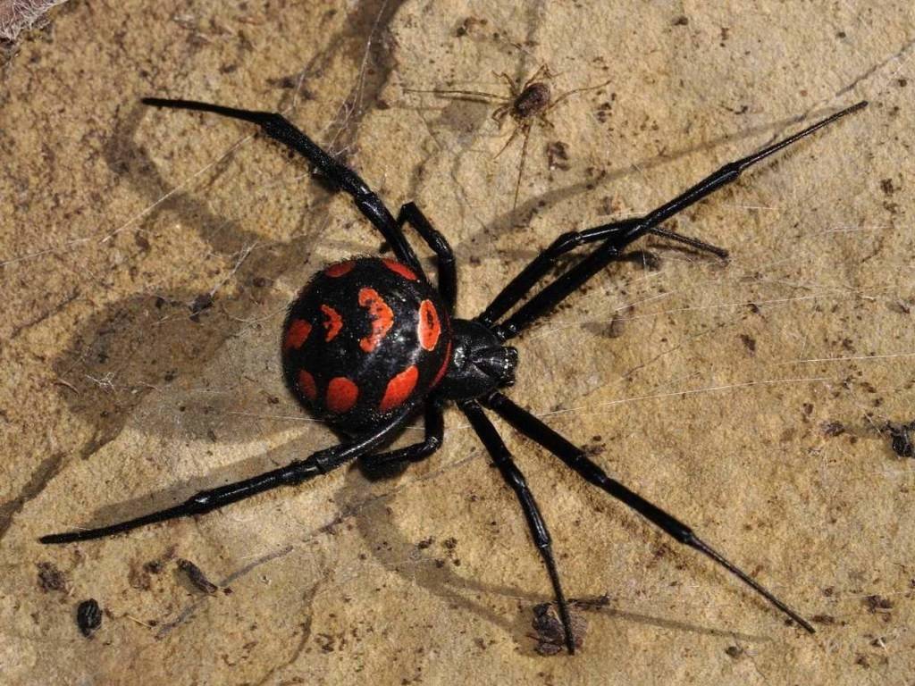 Черные вдовы – вид смертоносных пауков, широко распространенных по всему миру