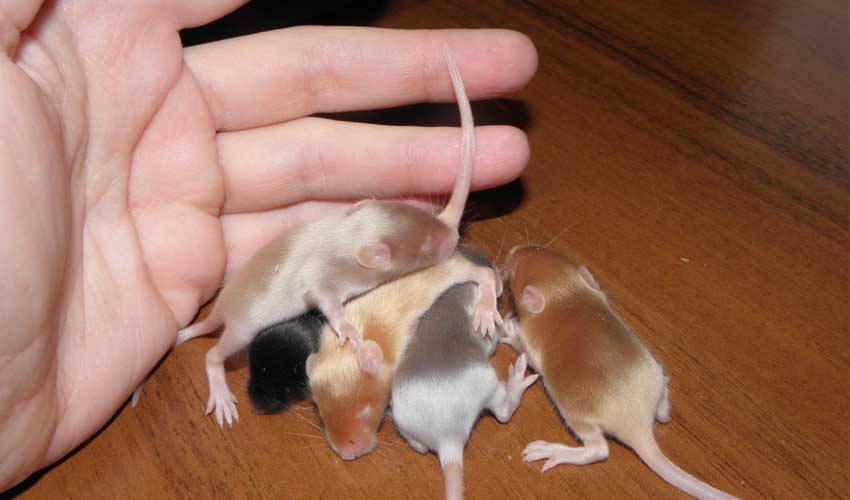 ᐉ сколько живут мыши в домашних условиях? - zoomanji.ru
