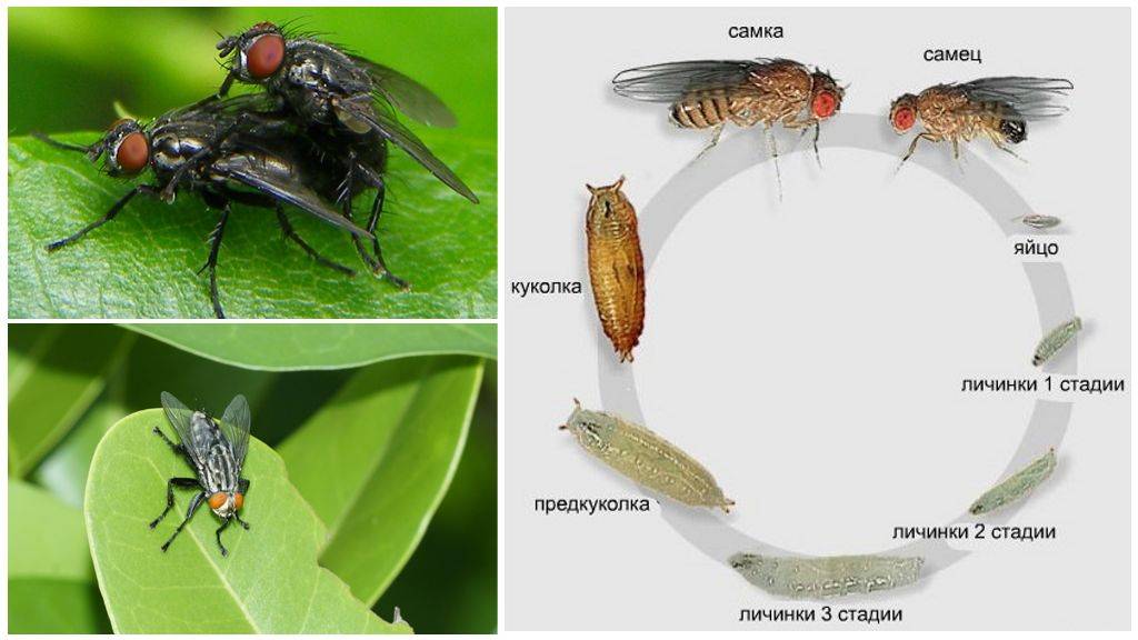 Как размножаются мухи комнатные - этапы развития