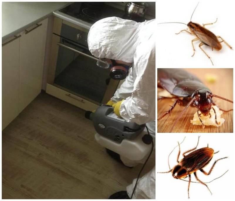 Тараканы пропали, а клопов в домах стало больше: как бороться с насекомыми?