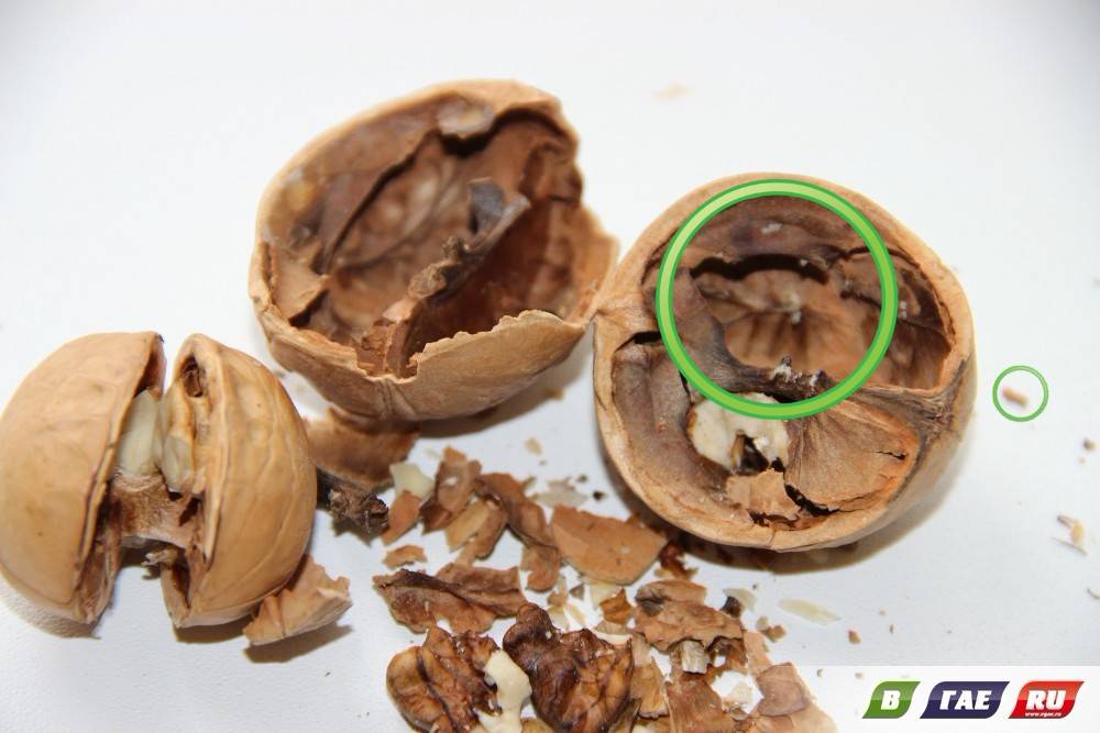 Завелась моль в орехах: что делать, как спасти орехи?